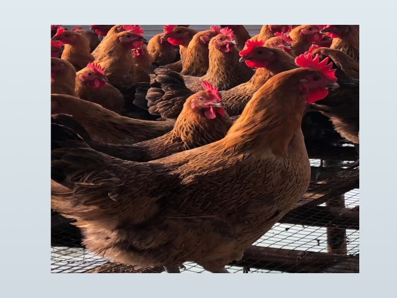 益生菌在鸡养殖中的应用及其作用机理